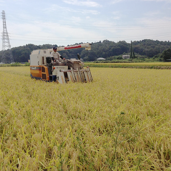 樫村ふぁーむの特別栽培米コシヒカリ『陽のいぶき』　(白米) 2kg
